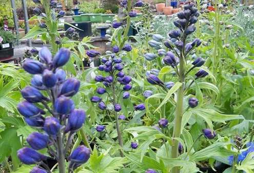 زبان در قفا یکساله